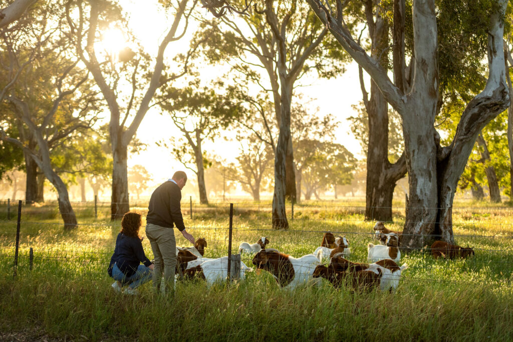 Emma and Steven Raidis with their goats. Coonawarra, South Australia
