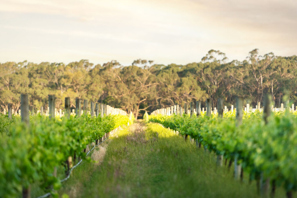 Looking down vineyard rows to gum trees beyond.
