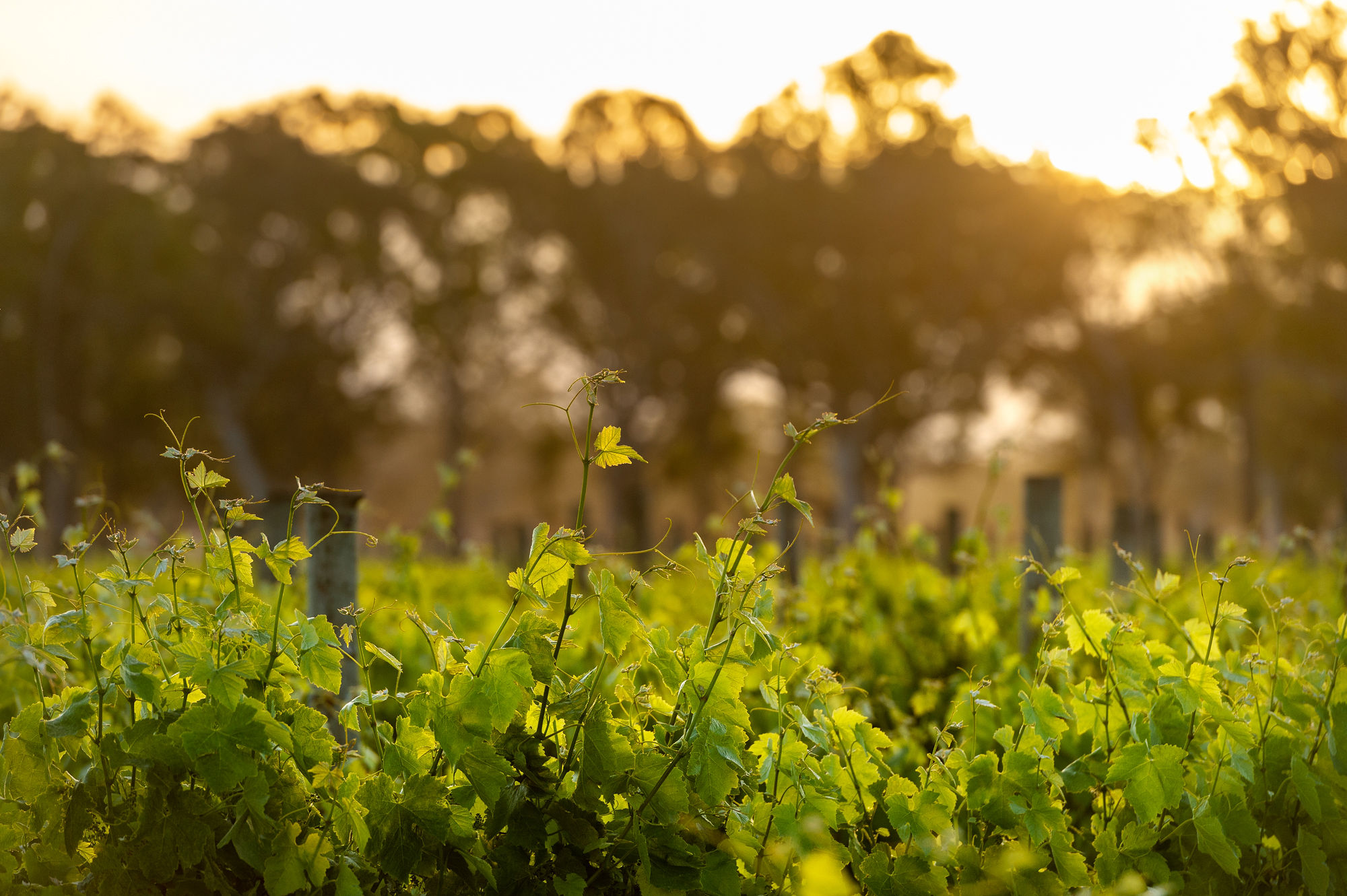 The Raidis Estate Vineyard, Coonawarra, South Australia.